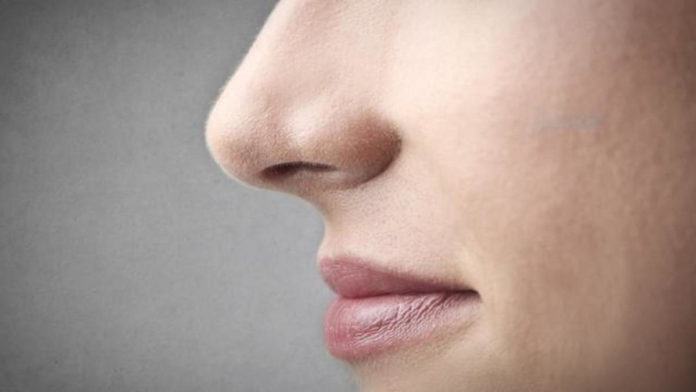 Struktur Hidung Manusia