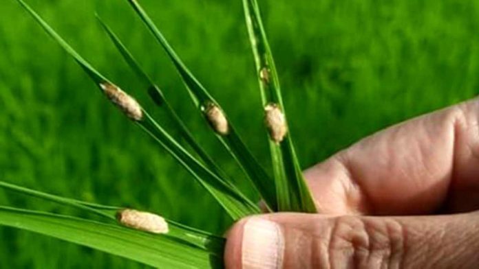 Amati hama tanaman padi, petugas POPT Kawali, Kabupaten Ciamis, Jawa Barat, langsung turun ke sawah. Foto: Ilustrasi/Net.