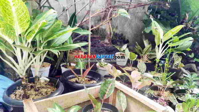 Berkebun Jadi Tren Emak-Emak Ciamis di Tengah Pandemi Corona