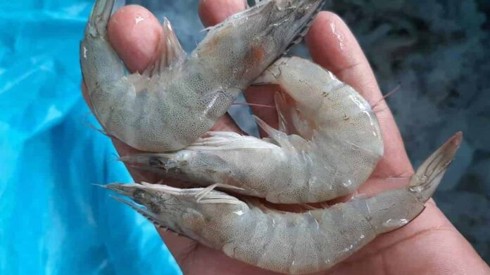 Budidaya Udang Vaname, Lakukan Teknik Tepat agar Untung Maksimal