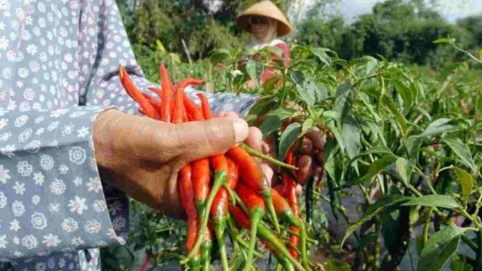 Cabai Merah