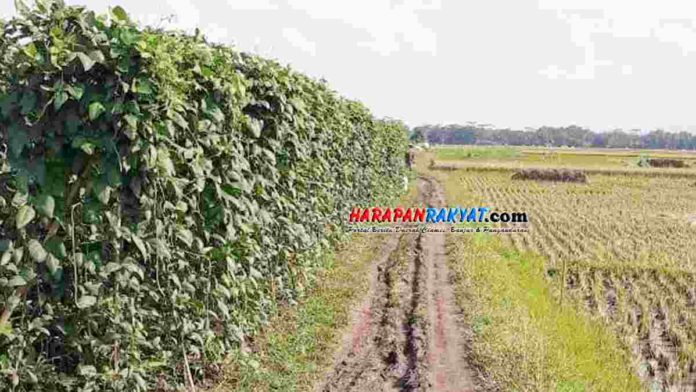FPL Ciamis Minta BBWSC Tindak Petani yang Tanam Palawija di Atas Tanggul
