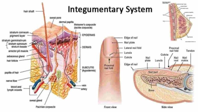 Fungsi Sistem Integumen
