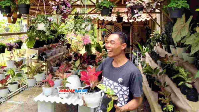 Reno, dengan stok tanaman hias Janda Bolong dan Aglonema yang ada di tokonya. Foto: Muhlisin/HR.