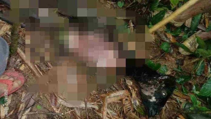 Macan Tutul Dari Gunung Sawal Ciamis Kembali Turun Gunung