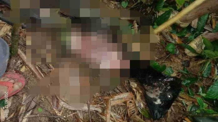 Macan Tutul Mangsa Domba di Desa Cipaku Ciamis