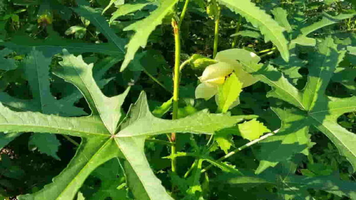 Manfaat Sehat Daun Gedi Lengkap dengan Cara Mengonsumsinya