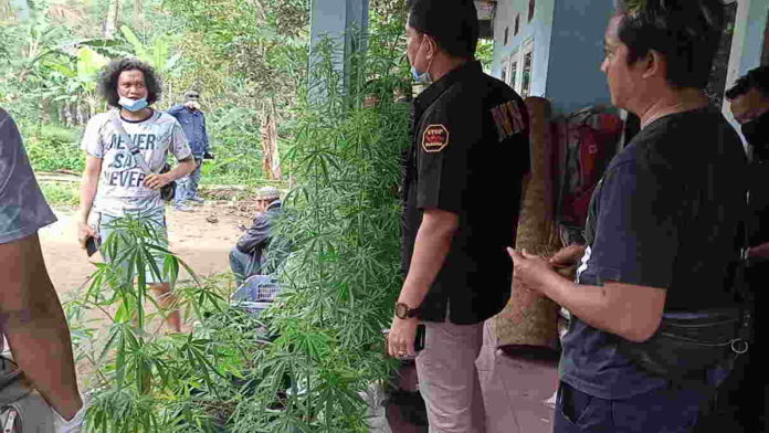 Penanam Ganja Rumahan di Tasikmalaya Adik Mantan Walikota Tangerang