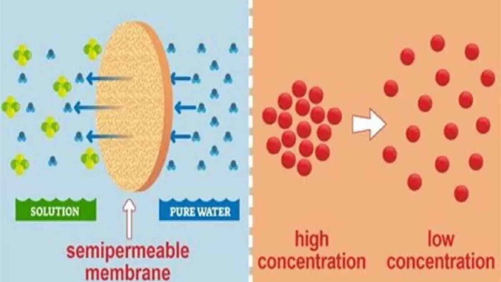 Perbedaan Difusi dan Osmosis