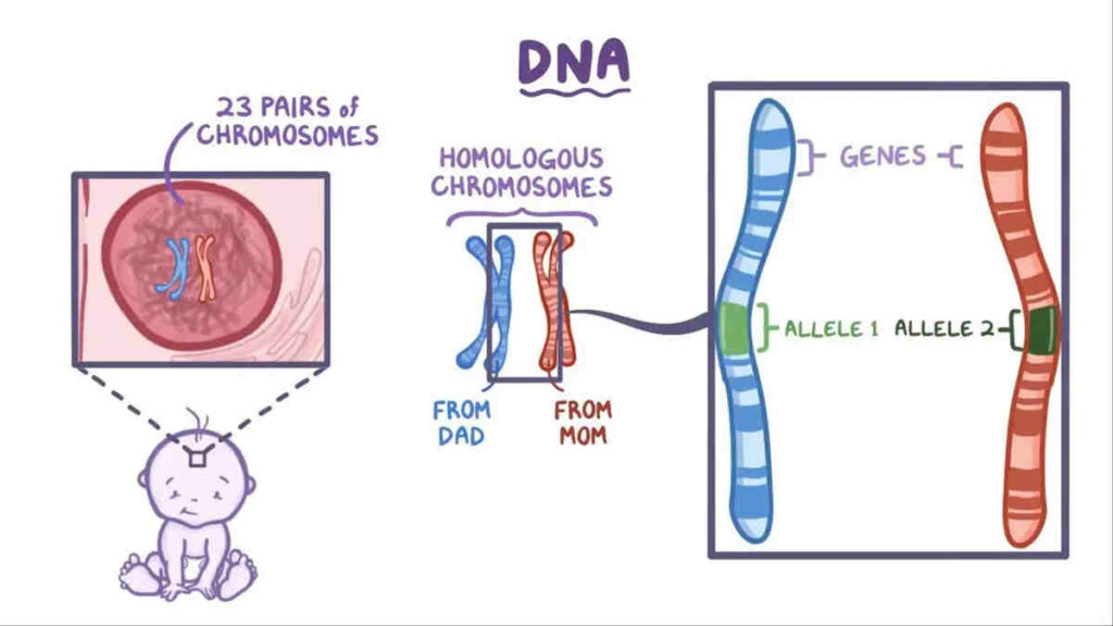 Perbedaan Mutasi Gen dan Mutasi Kromosom pada Organisme Biology Diagrams