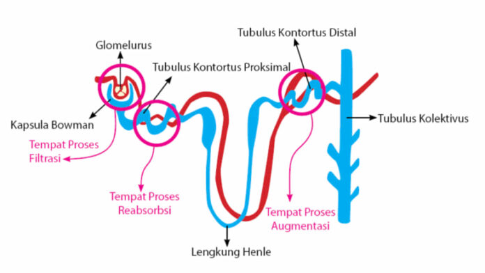 Proses Pembentukan Urine pada Ginjal yang Penting untuk Tubuh