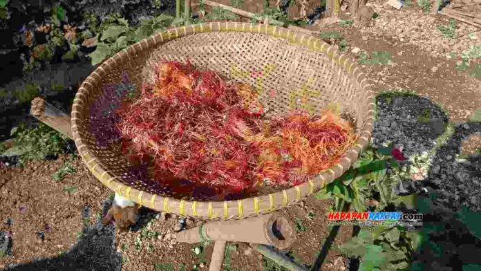 Rumput Laut Merah