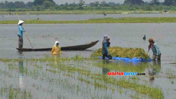 Sawah pasung