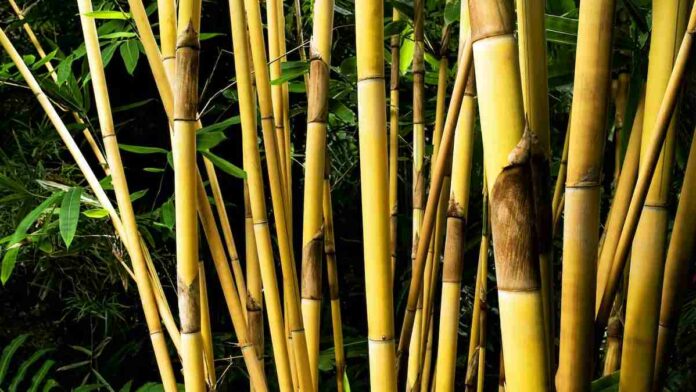 Tanaman yang Dibenci Jin, Mulai dari Kelor hingga Mawar