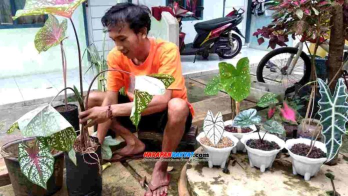 Talas liar bernilai ekonomis, di Ciamis laku dijual Rp50 Ribu.