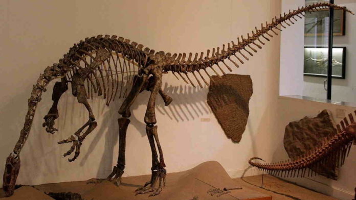 Fosil Bayi Plateosaurus