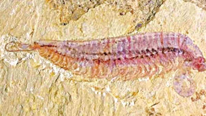 Fosil Udang Bermata Lima