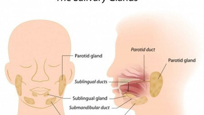 Anatomi Kelenjar Saliva Berdasarkan Histologi dan Fungsinya