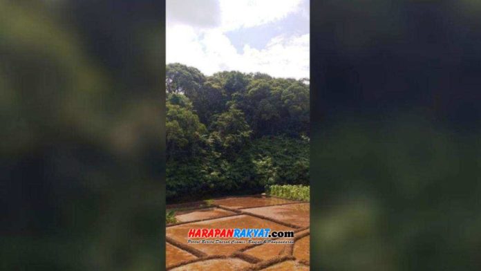 Aura mistis hutan lindung Cikuda Beureum, Desa Gereba, Kecamatan Cipaku, Kabupaten Ciamis, Jawa Barat, membuat kelestarian hutan tetap terjaga. Foto: Edji Darsono/HR.