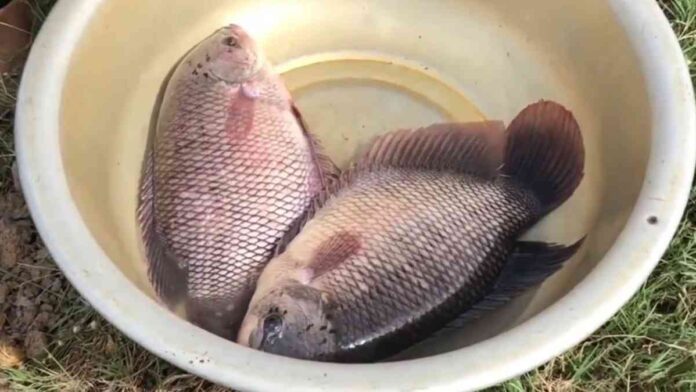 Budidaya Ikan Gurame