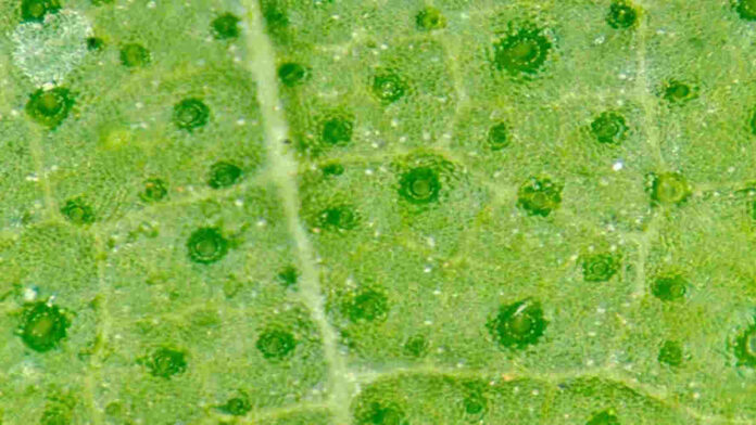 Fungsi Stomata Daun pada Tumbuhan, Apa Saja Itu?