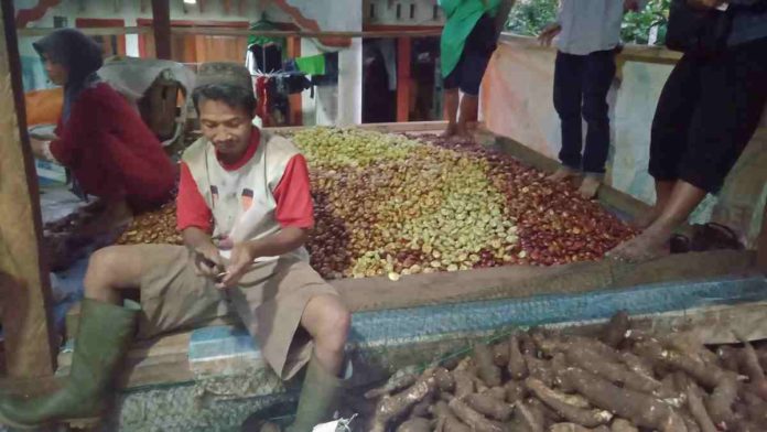 Harga Jengkol di Pangandaran