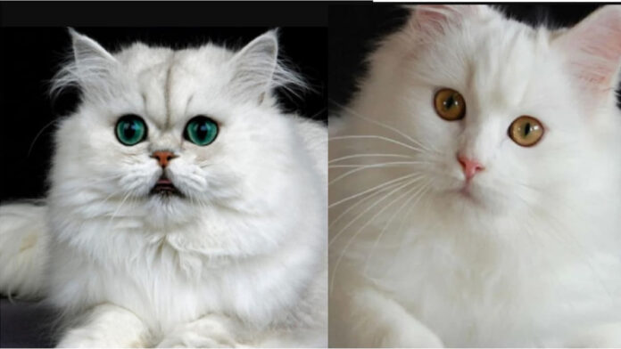 Harga Kucing Anggora