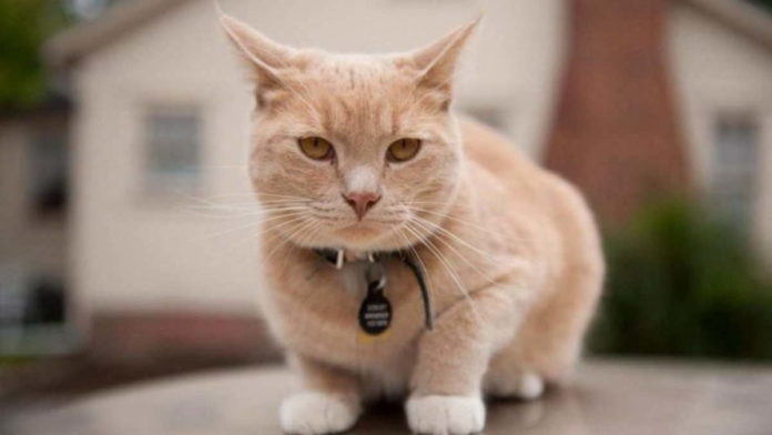 Jenis Kucing Terpopuler untuk Dipelihara yang Unik dan Bersahabat