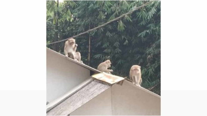 Kawanan Monyet di Pangandaran Masuk Pemukiman Warga