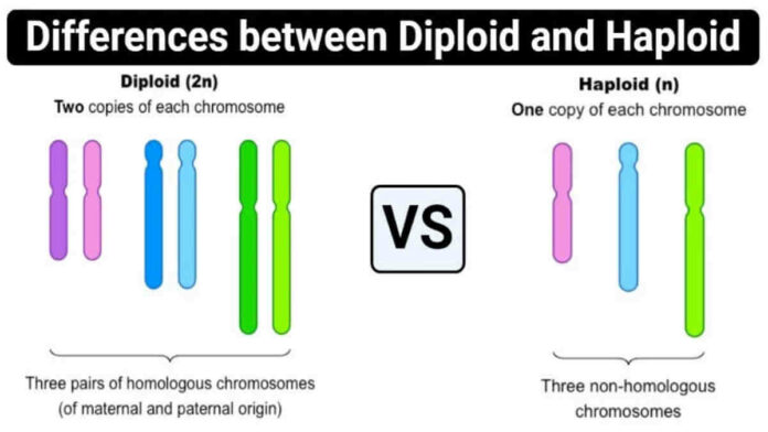 Kromosom Haploid dan Diploid, Ini Definisi serta Perbedaannya!