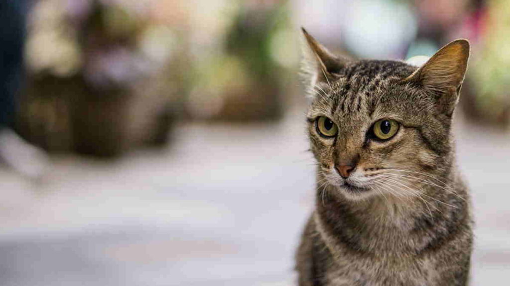 Jenis Kucing Terpopuler untuk Dipelihara yang Unik dan Bersahabat