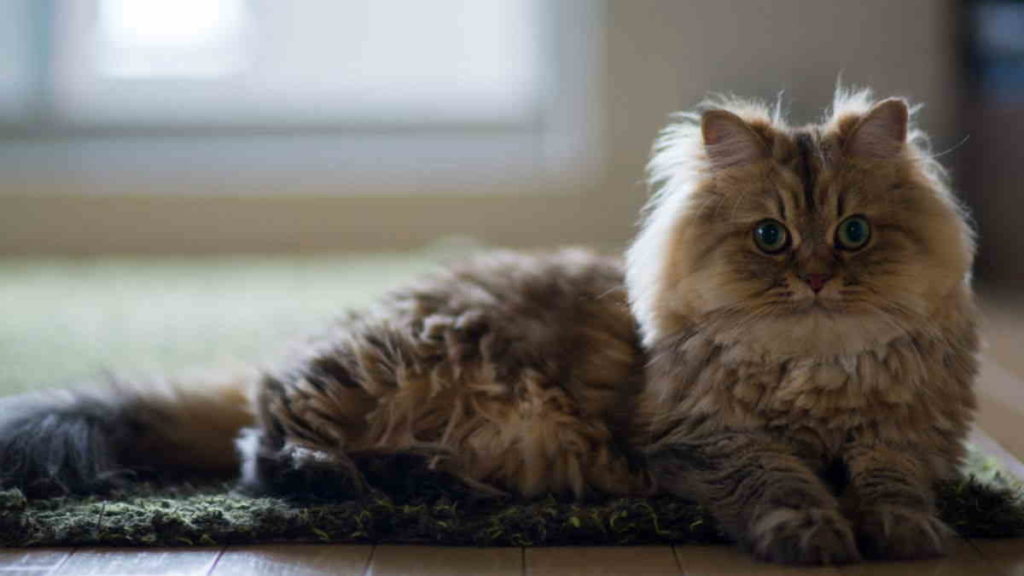 Jenis Kucing Terpopuler untuk Dipelihara