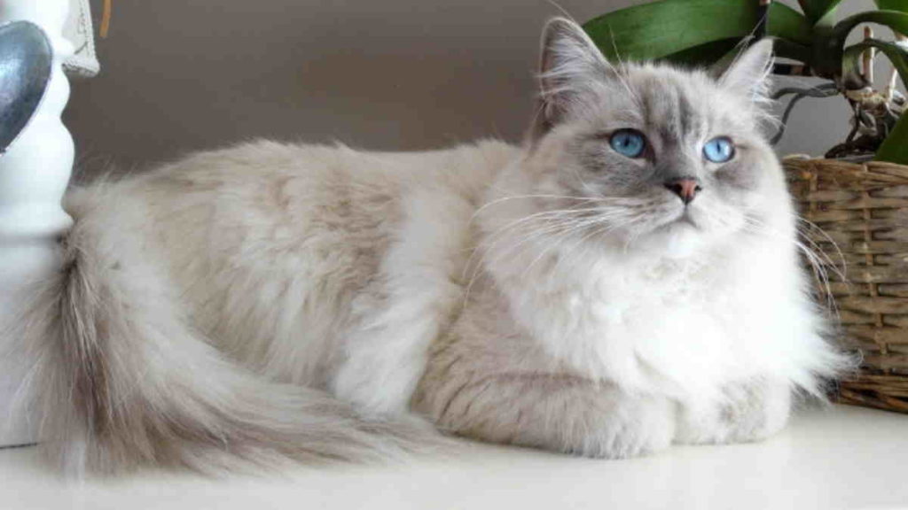 Jenis Kucing Terpopuler untuk Dipelihara yang Unik dan Bersahabat