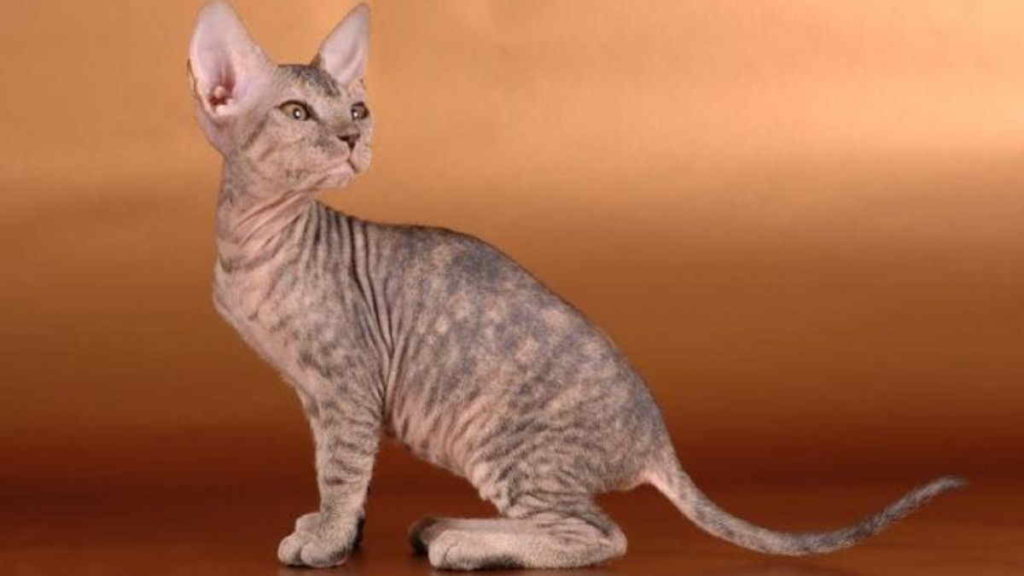 Jenis Kucing Terpopuler untuk Dipelihara yang Unik dan Bersahabat