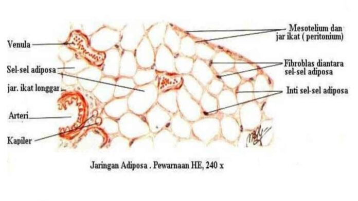 Pengertian Jaringan Adiposa dan Fungsinya di Dalam Tubuh