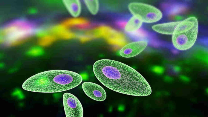 Peranan Protozoa yang Menguntungkan dan Merugikan, Apa Saja