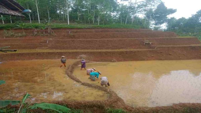 Petani Pangandaran