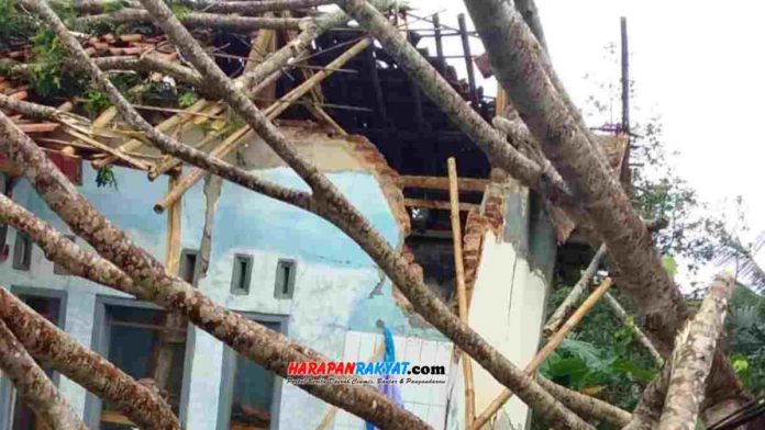 Pohon albasia tumbang di Cintanagara, Kabupaten Ciamis, satu rumah warga hancur. Foto: Edji Darsono/HR.