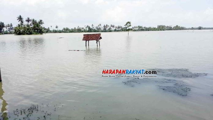 Ratusan Hektare Sawah Terendam Banjir di pangandaran