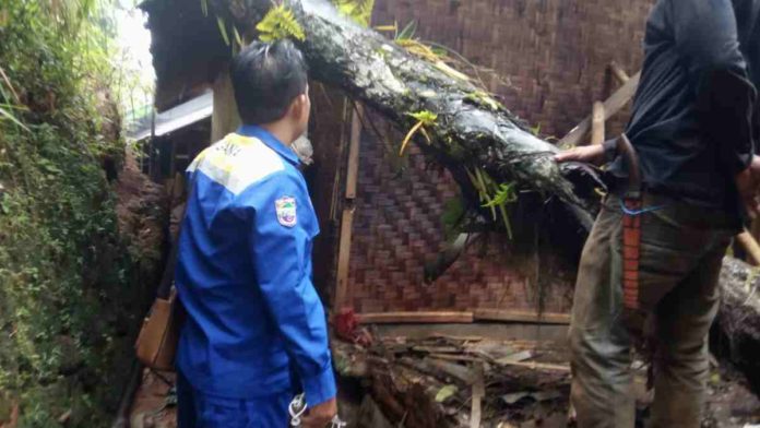 Rumah Rusak Tertimpa Pohon Aren