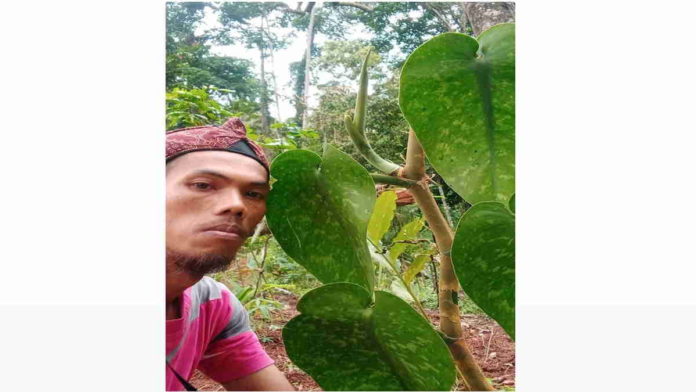 Warga Berburu Tanaman Hias di Hutan Langkaplancar Pangandaran