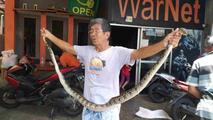 Warga Janggala Ciamis Tangkap Ular Sanca Pemangsa Dua Ekor Merpati