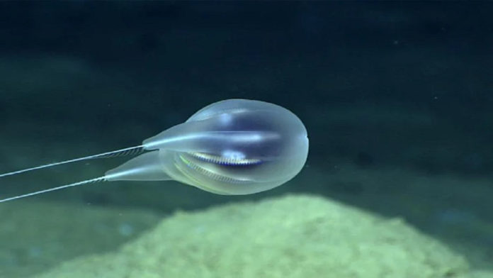 Temuan Duobrachium Sparksae