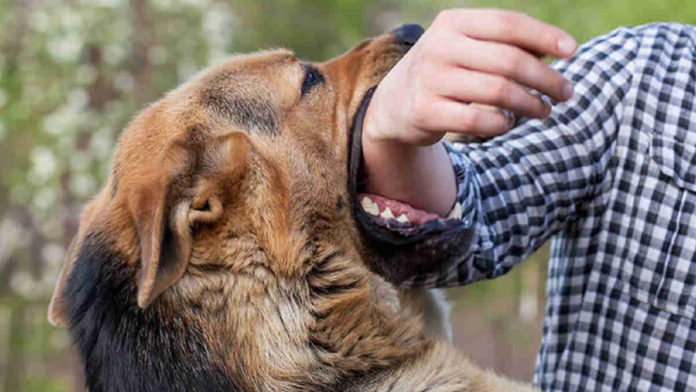 Gejala Rabies Pada Manusia, Mencegah Timbulnya Kematian