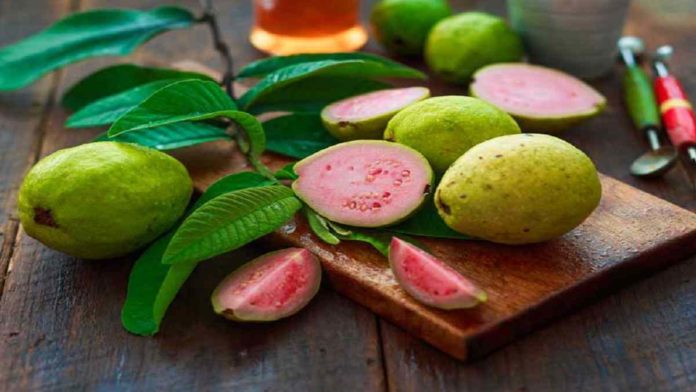 Manfaat Daun Jambu Biji