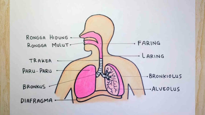 Alat Pernapasan Manusia dan Fungsinya yang Sangat Penting