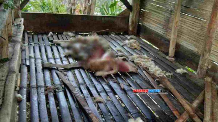Mangsa Ternak, Kawanan Anjing Hutan di Langkaplancar Pangandaran Resahkan Warga