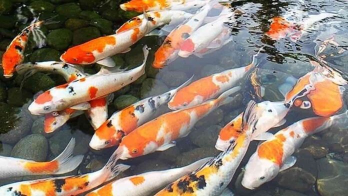 Cara Budidaya Ikan Koi