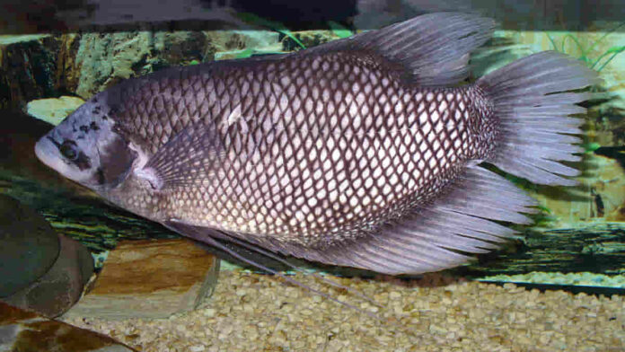 Cara Ternak Ikan Gurame yang Baik dan Benar, Bisa Raih Cuan Banyak