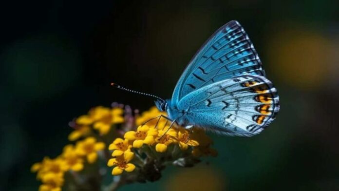 Hewan Jarang Berwarna Biru